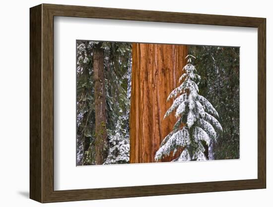 Giant Sequoia in winter, Giant Forest, Sequoia National Park, California, USA-Russ Bishop-Framed Photographic Print