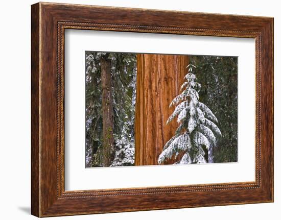 Giant Sequoia in winter, Giant Forest, Sequoia National Park, California, USA-Russ Bishop-Framed Photographic Print