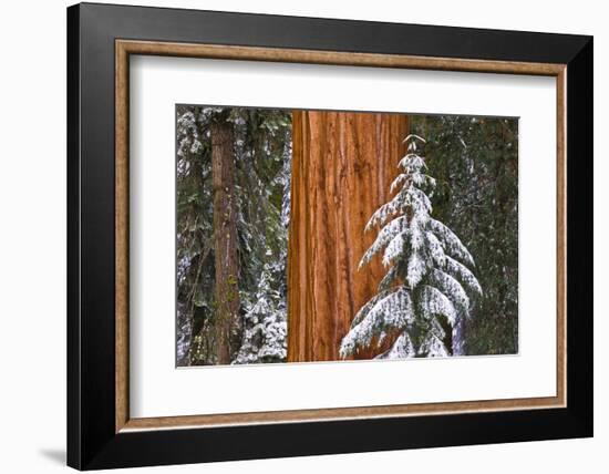 Giant Sequoia in winter, Giant Forest, Sequoia National Park, California, USA-Russ Bishop-Framed Photographic Print