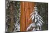 Giant Sequoia in winter, Giant Forest, Sequoia National Park, California, USA-Russ Bishop-Mounted Photographic Print