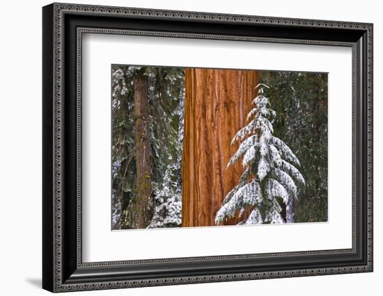 Giant Sequoia in winter, Giant Forest, Sequoia National Park, California, USA-Russ Bishop-Framed Photographic Print