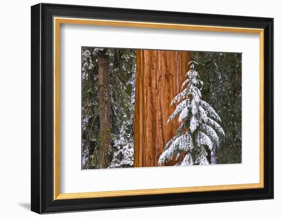 Giant Sequoia in winter, Giant Forest, Sequoia National Park, California, USA-Russ Bishop-Framed Photographic Print