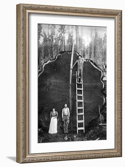 Giant Sequoia Log-null-Framed Art Print