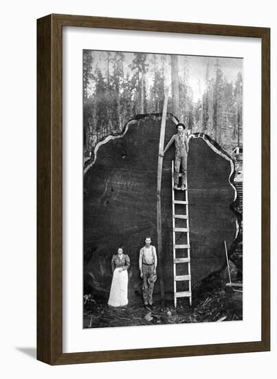 Giant Sequoia Log-null-Framed Art Print