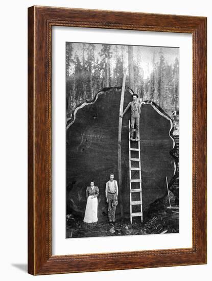 Giant Sequoia Log-null-Framed Art Print