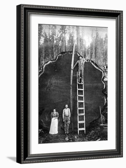 Giant Sequoia Log-null-Framed Art Print