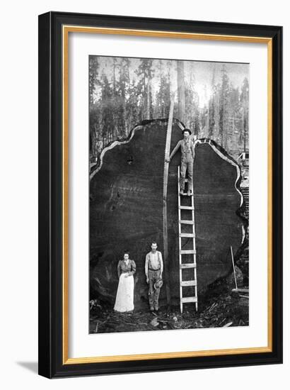 Giant Sequoia Log-null-Framed Art Print