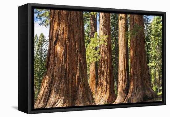 Giant Sequoia, Mariposa Grove, Yosemite National Park, UNESCO World Heritage Site, California-Markus Lange-Framed Premier Image Canvas