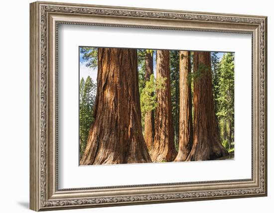 Giant Sequoia, Mariposa Grove, Yosemite National Park, UNESCO World Heritage Site, California-Markus Lange-Framed Photographic Print