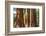 Giant Sequoia, Mariposa Grove, Yosemite National Park, UNESCO World Heritage Site, California-Markus Lange-Framed Photographic Print