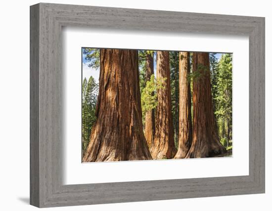 Giant Sequoia, Mariposa Grove, Yosemite National Park, UNESCO World Heritage Site, California-Markus Lange-Framed Photographic Print