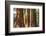 Giant Sequoia, Mariposa Grove, Yosemite National Park, UNESCO World Heritage Site, California-Markus Lange-Framed Photographic Print