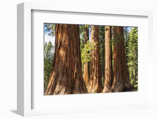 Giant Sequoia, Mariposa Grove, Yosemite National Park, UNESCO World Heritage Site, California-Markus Lange-Framed Photographic Print