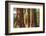 Giant Sequoia, Mariposa Grove, Yosemite National Park, UNESCO World Heritage Site, California-Markus Lange-Framed Photographic Print