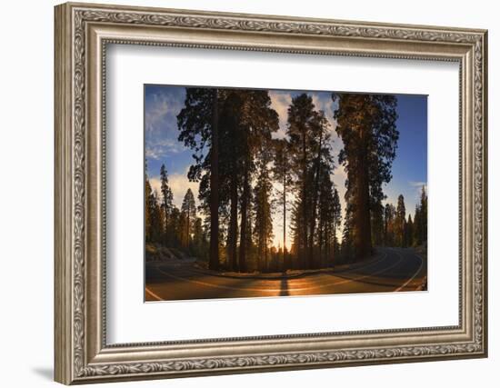 Giant Sequoia National Park at Sunset.-Jon Hicks-Framed Photographic Print