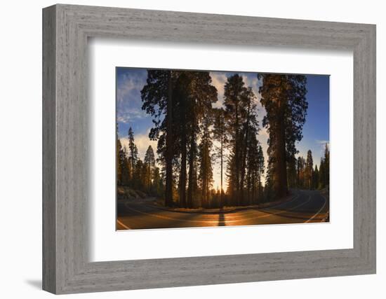 Giant Sequoia National Park at Sunset.-Jon Hicks-Framed Photographic Print