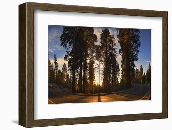 Giant Sequoia National Park at Sunset.-Jon Hicks-Framed Photographic Print