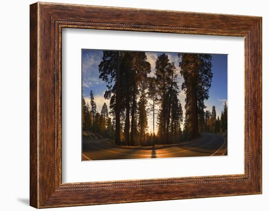Giant Sequoia National Park at Sunset.-Jon Hicks-Framed Photographic Print