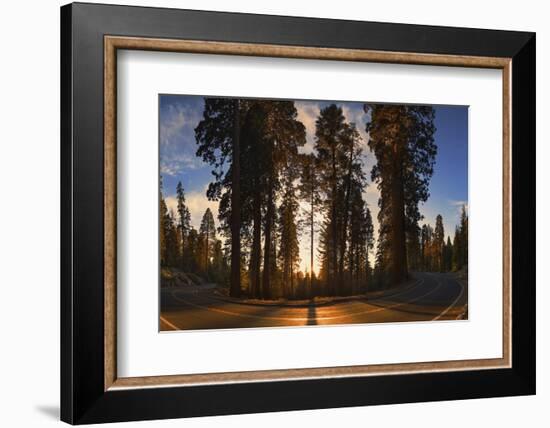 Giant Sequoia National Park at Sunset.-Jon Hicks-Framed Photographic Print