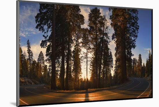 Giant Sequoia National Park at Sunset.-Jon Hicks-Mounted Photographic Print