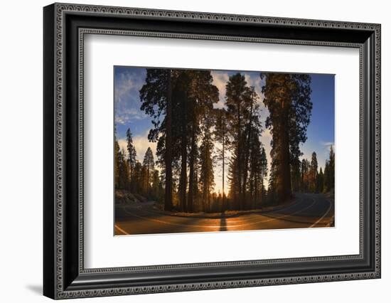 Giant Sequoia National Park at Sunset.-Jon Hicks-Framed Photographic Print