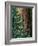 Giant Sequoia's - Sequoia National Park, California-Ian Shive-Framed Photographic Print