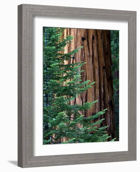 Giant Sequoia's - Sequoia National Park, California-Ian Shive-Framed Photographic Print