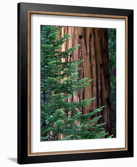 Giant Sequoia's - Sequoia National Park, California-Ian Shive-Framed Photographic Print