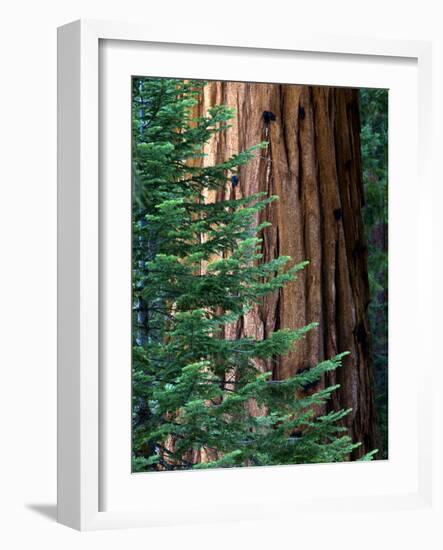 Giant Sequoia's - Sequoia National Park, California-Ian Shive-Framed Photographic Print