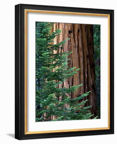 Giant Sequoia's - Sequoia National Park, California-Ian Shive-Framed Photographic Print