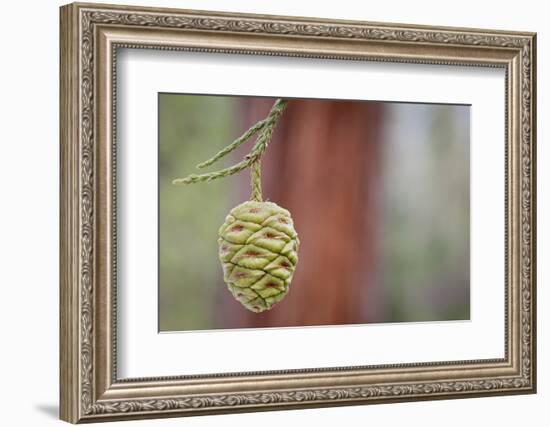 Giant Sequoia Tree Cone, Sequoia National Park, California, USA-Jaynes Gallery-Framed Photographic Print