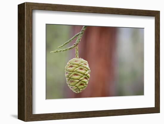 Giant Sequoia Tree Cone, Sequoia National Park, California, USA-Jaynes Gallery-Framed Photographic Print