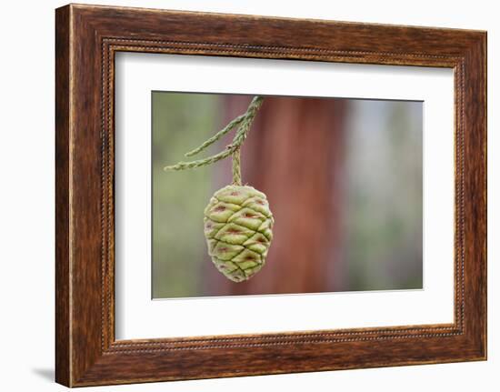 Giant Sequoia Tree Cone, Sequoia National Park, California, USA-Jaynes Gallery-Framed Photographic Print