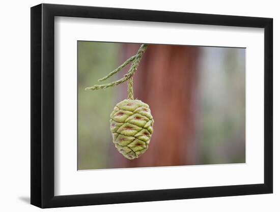 Giant Sequoia Tree Cone, Sequoia National Park, California, USA-Jaynes Gallery-Framed Photographic Print