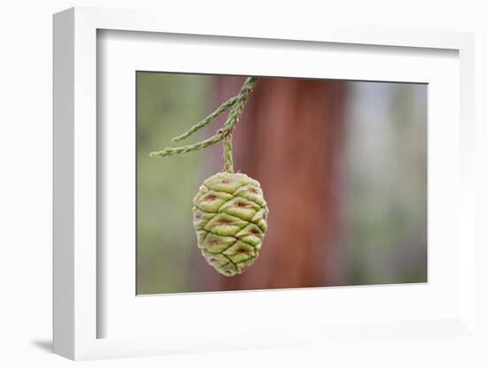 Giant Sequoia Tree Cone, Sequoia National Park, California, USA-Jaynes Gallery-Framed Photographic Print