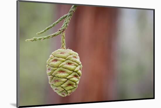 Giant Sequoia Tree Cone, Sequoia National Park, California, USA-Jaynes Gallery-Mounted Photographic Print