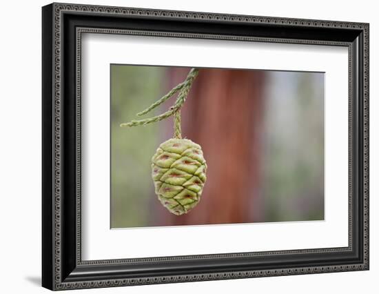 Giant Sequoia Tree Cone, Sequoia National Park, California, USA-Jaynes Gallery-Framed Photographic Print