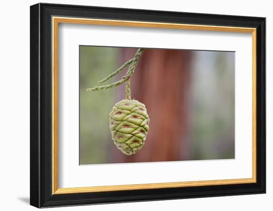 Giant Sequoia Tree Cone, Sequoia National Park, California, USA-Jaynes Gallery-Framed Photographic Print