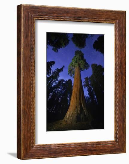 Giant sequoia tree in forest at night, view towards canopy-Rolf Nussbaumer-Framed Photographic Print