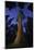 Giant sequoia tree in forest at night, view towards canopy-Rolf Nussbaumer-Mounted Photographic Print