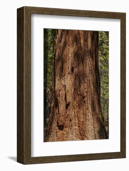 Giant Sequoia Tree Trunk, Tuolumne Grove, Yosemite NP, California-David Wall-Framed Photographic Print