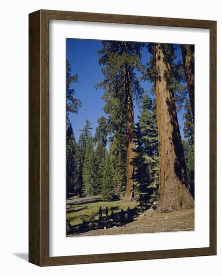 Giant Sequoia Trees, Mariposa Grove, Near Yosemite, California, USA-Geoff Renner-Framed Photographic Print