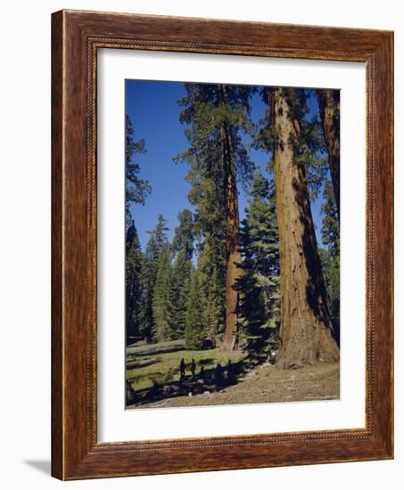 Giant Sequoia Trees, Mariposa Grove, Near Yosemite, California, USA-Geoff Renner-Framed Photographic Print