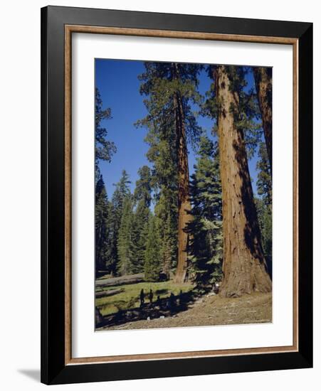 Giant Sequoia Trees, Mariposa Grove, Near Yosemite, California, USA-Geoff Renner-Framed Photographic Print