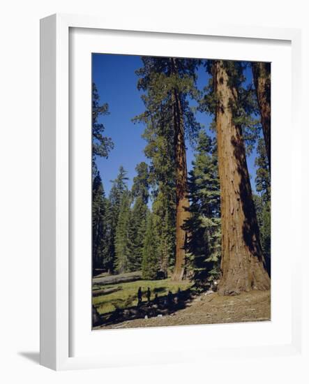 Giant Sequoia Trees, Mariposa Grove, Near Yosemite, California, USA-Geoff Renner-Framed Photographic Print