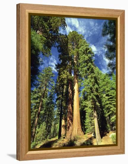 Giant Sequoia Trees, Mariposa Grove, Yosemite National Park, California, USA-Gavin Hellier-Framed Premier Image Canvas
