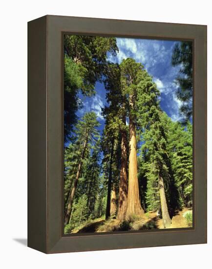 Giant Sequoia Trees, Mariposa Grove, Yosemite National Park, California, USA-Gavin Hellier-Framed Premier Image Canvas