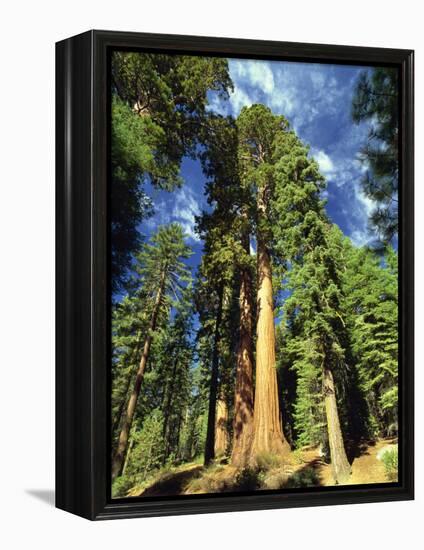 Giant Sequoia Trees, Mariposa Grove, Yosemite National Park, California, USA-Gavin Hellier-Framed Premier Image Canvas