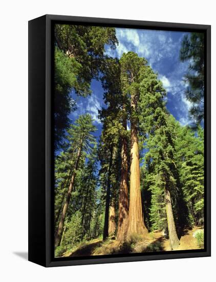 Giant Sequoia Trees, Mariposa Grove, Yosemite National Park, California, USA-Gavin Hellier-Framed Premier Image Canvas