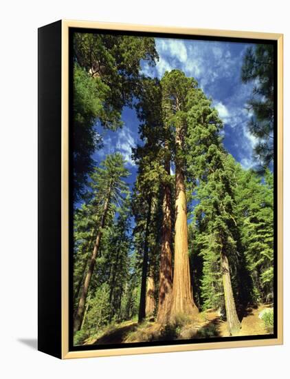 Giant Sequoia Trees, Mariposa Grove, Yosemite National Park, California, USA-Gavin Hellier-Framed Premier Image Canvas